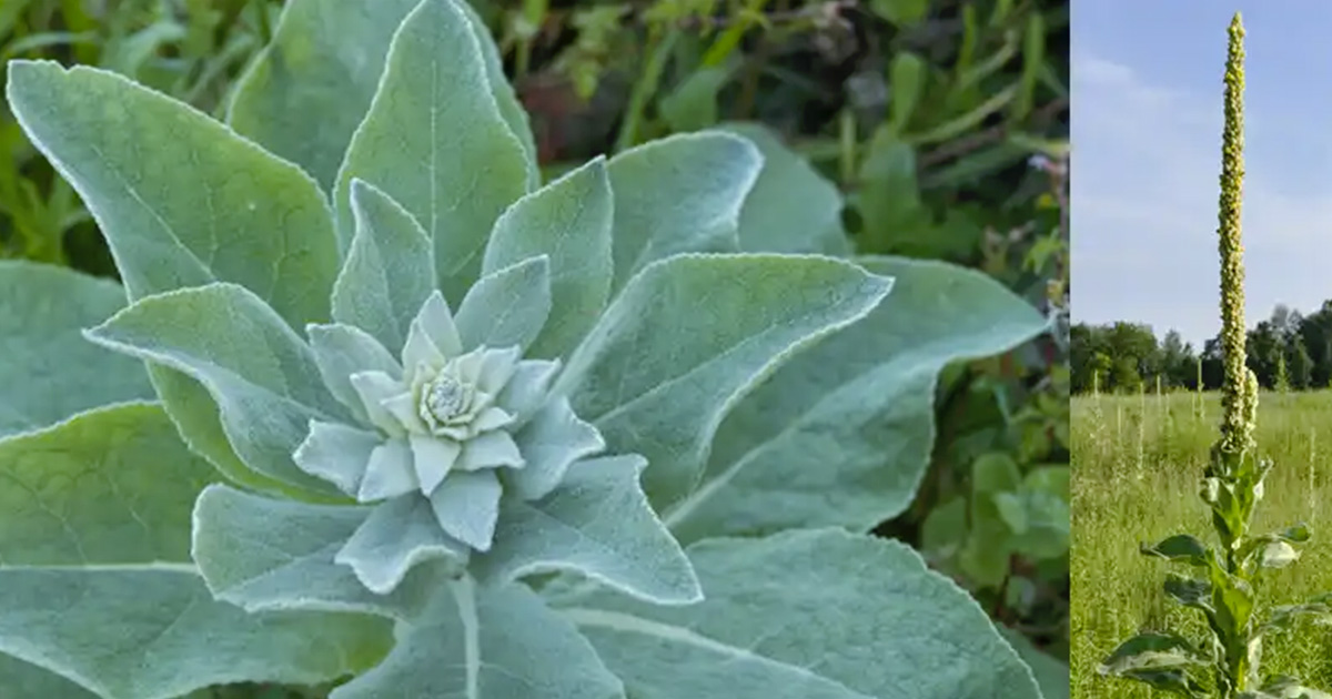 Verbascum Thapsus : Découvrez les bienfaits méconnus d’une plante aux mille vertus curatives