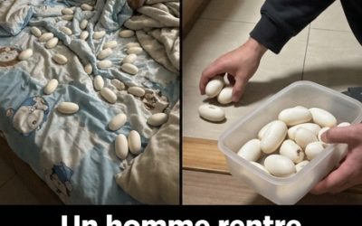 Des œufs de reptiles découverts dans une maison vide : que faire et comment l’éviter ?
