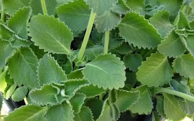 Origan : cette herbe du quotidien aux vertus insoupçonnées que la science commence à valider