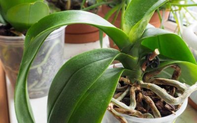 « Mes orchidée ont des feuilles mais aucune fleur  » : c’est l’erreur que 90 % des gens font sans le savoir