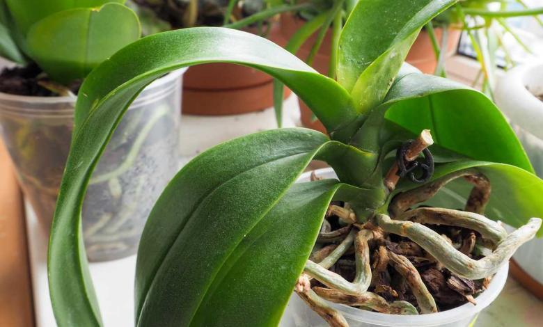 « Mes orchidée ont des feuilles mais aucune fleur  » : c’est l’erreur que 90 % des gens font sans le savoir